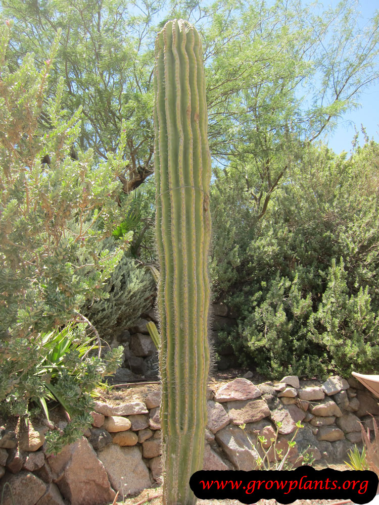 Saguaro How to grow & care