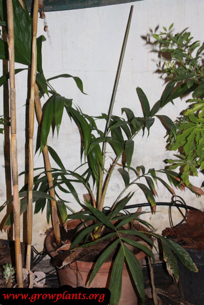 Salak tree