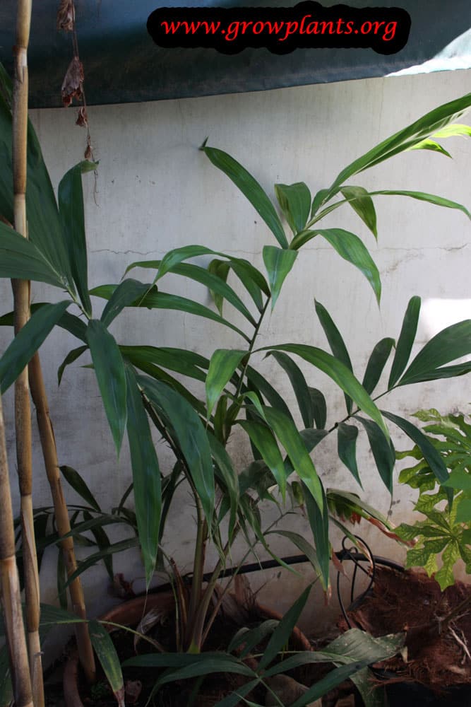 Growing Salak tree