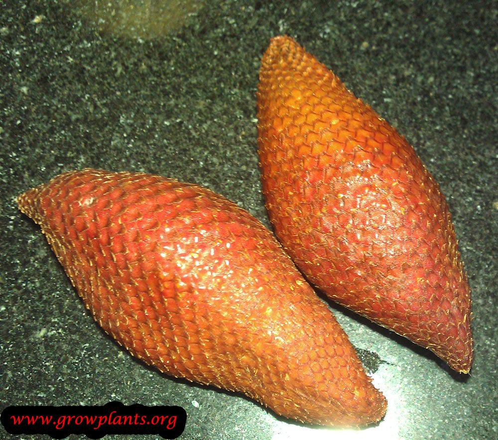 Salak tree fruits
