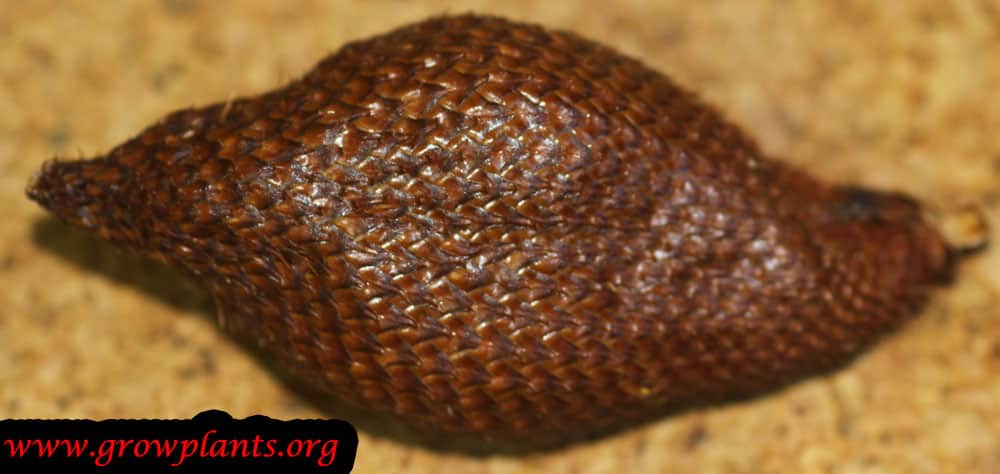 Salak tree care