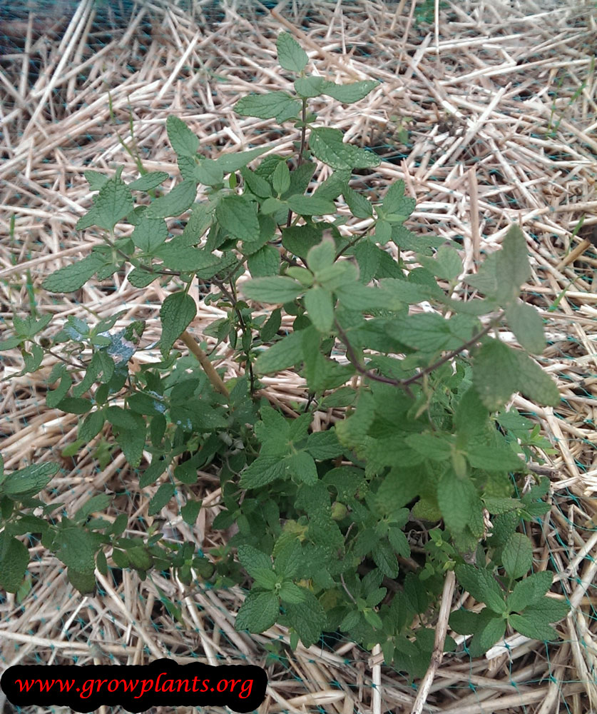 Salvia chamaedryoides