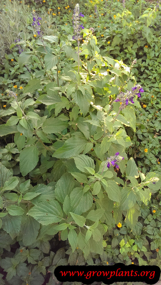 Salvia mystic spires