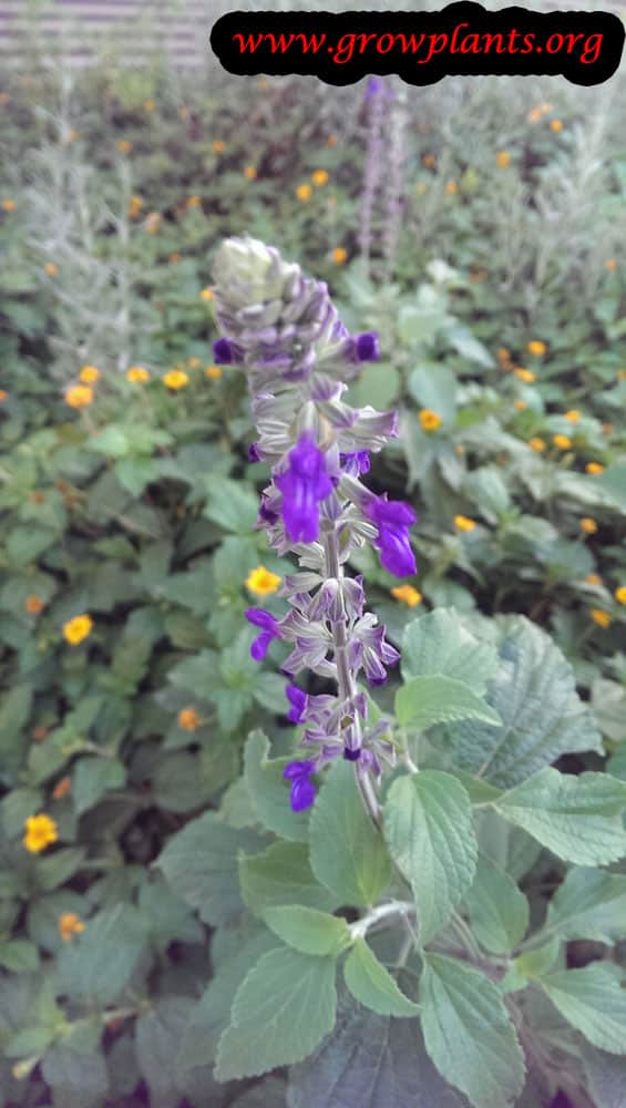 Salvia mystic spires flower