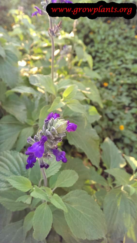 Growing Salvia mystic spires