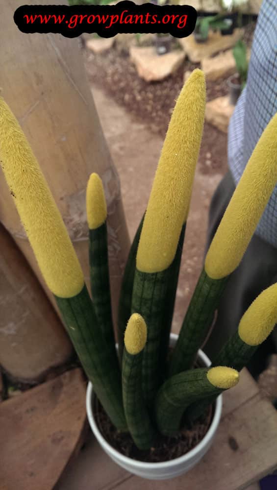 Sansevieria cylindrica plant