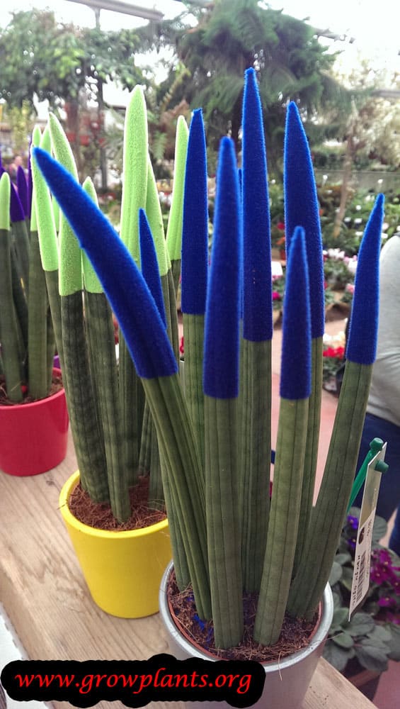 Sansevieria cylindrica plant color