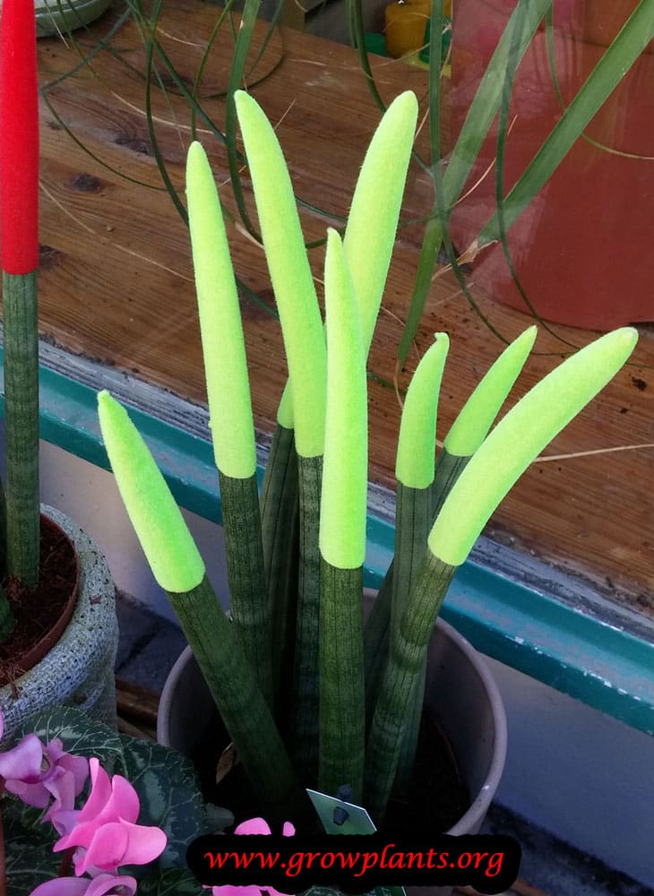 Sansevieria cylindrica plant care
