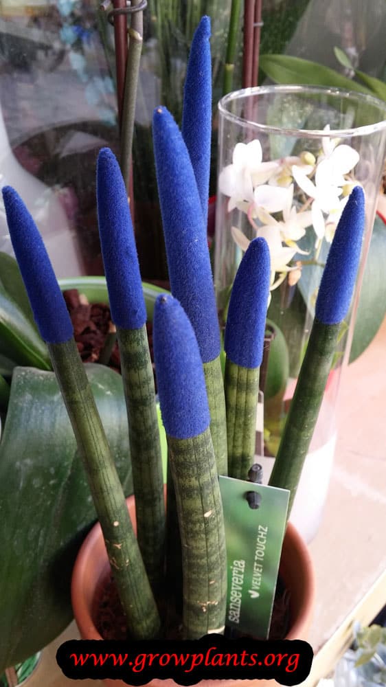 Sansevieria cylindrica succulent