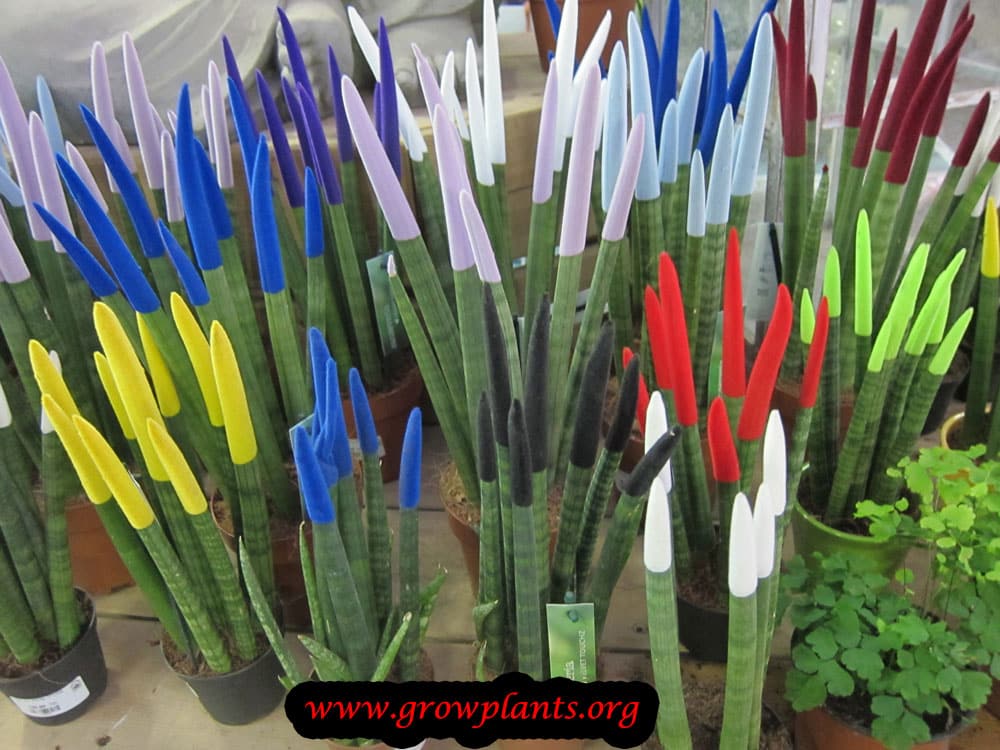Sansevieria cylindrica succulent care