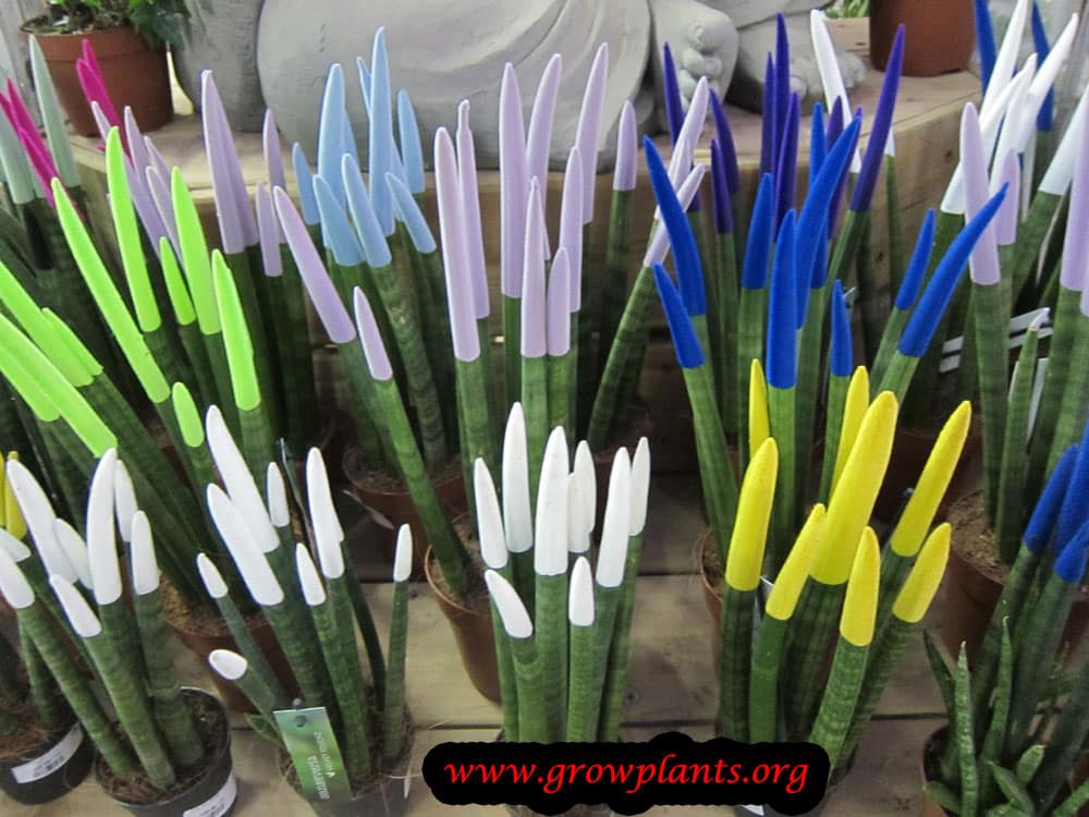 Sansevieria cylindrica succulent grow & care