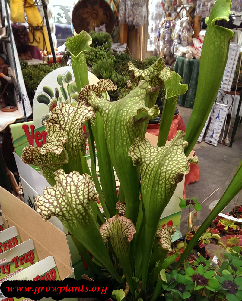 Sarracenia leucophylla