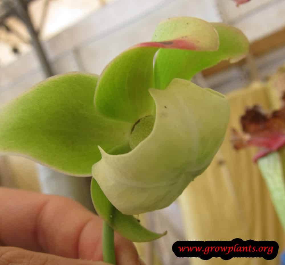 Sarracenia leucophylla plant care