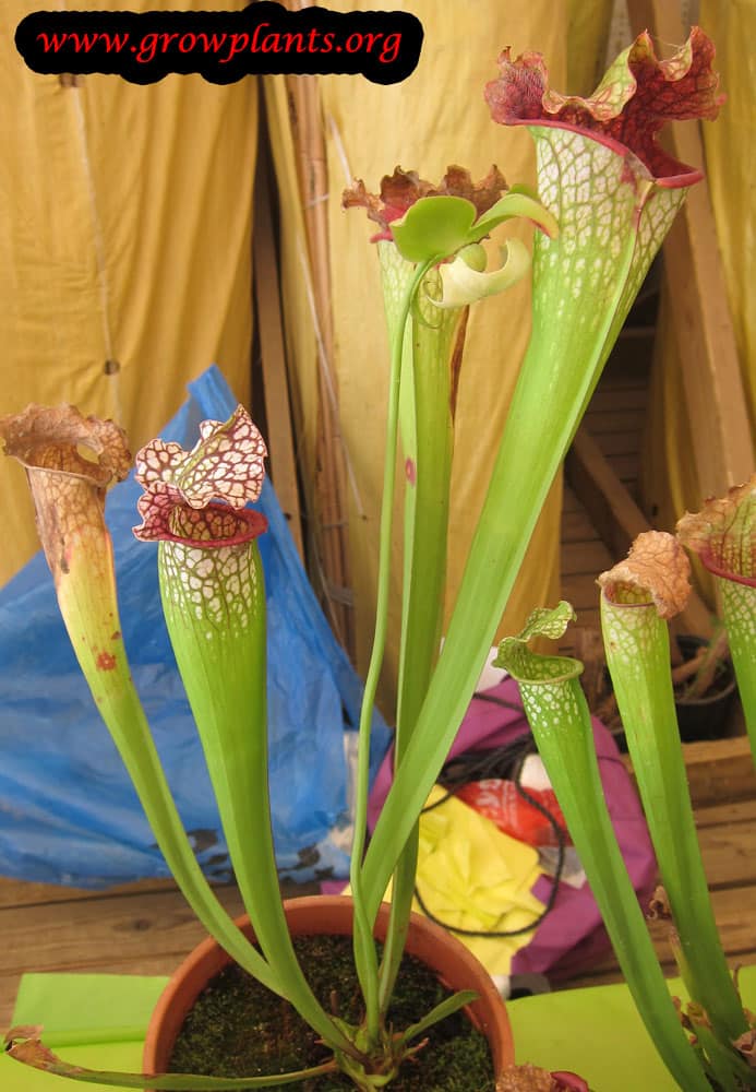 Growing Sarracenia leucophylla