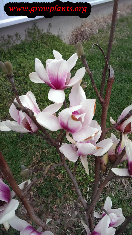 magnolia saucer growing tree care planting winter grow