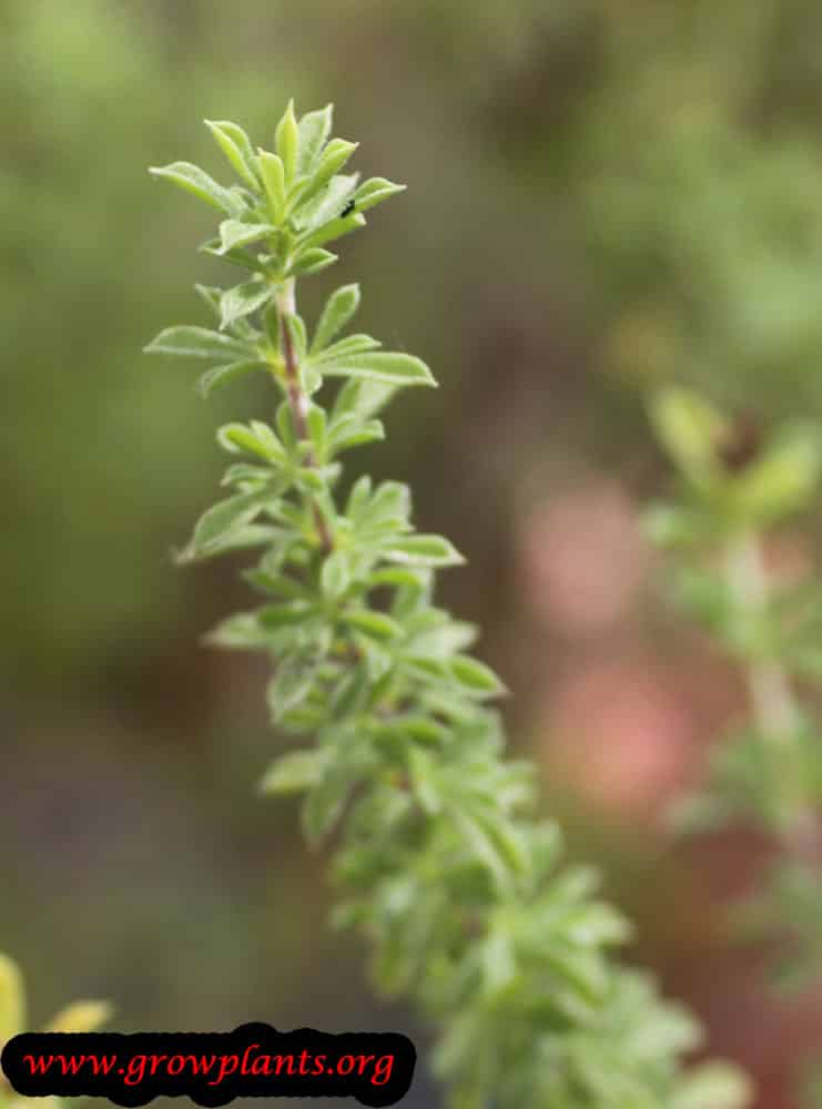 Savory plant How to grow plants