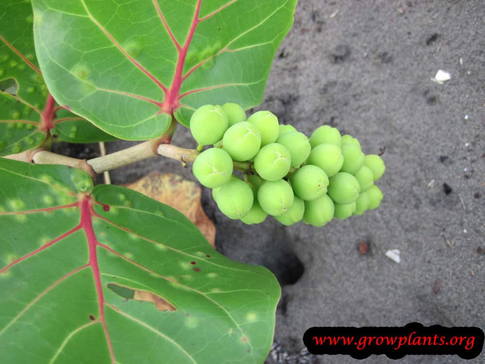 Sea grape How to grow & care