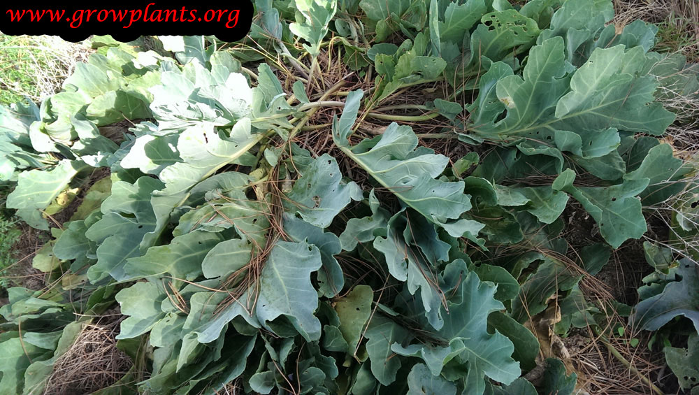 Sea kale harvesting