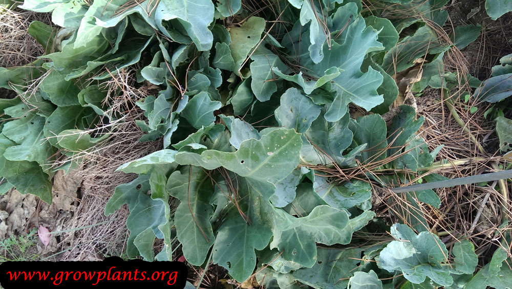 Growing Sea kale