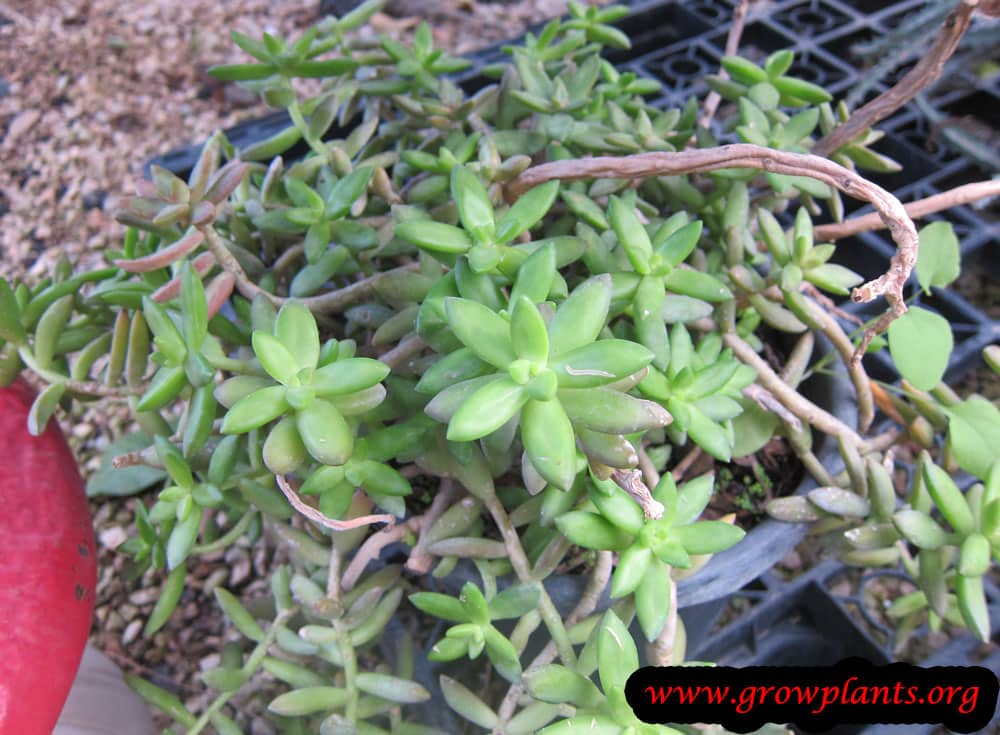 Sedum nussbaumerianum