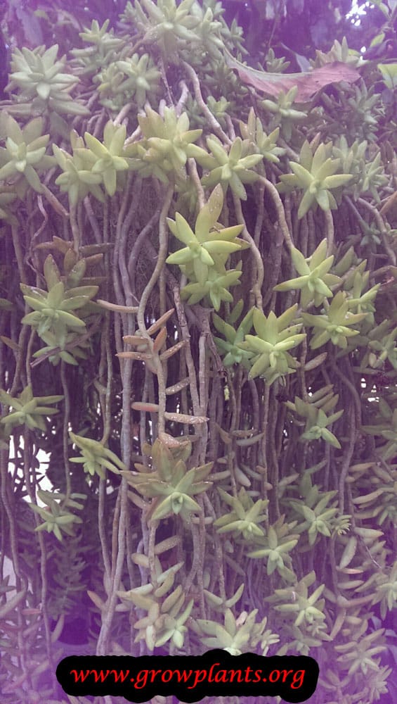 Sedum reflexum