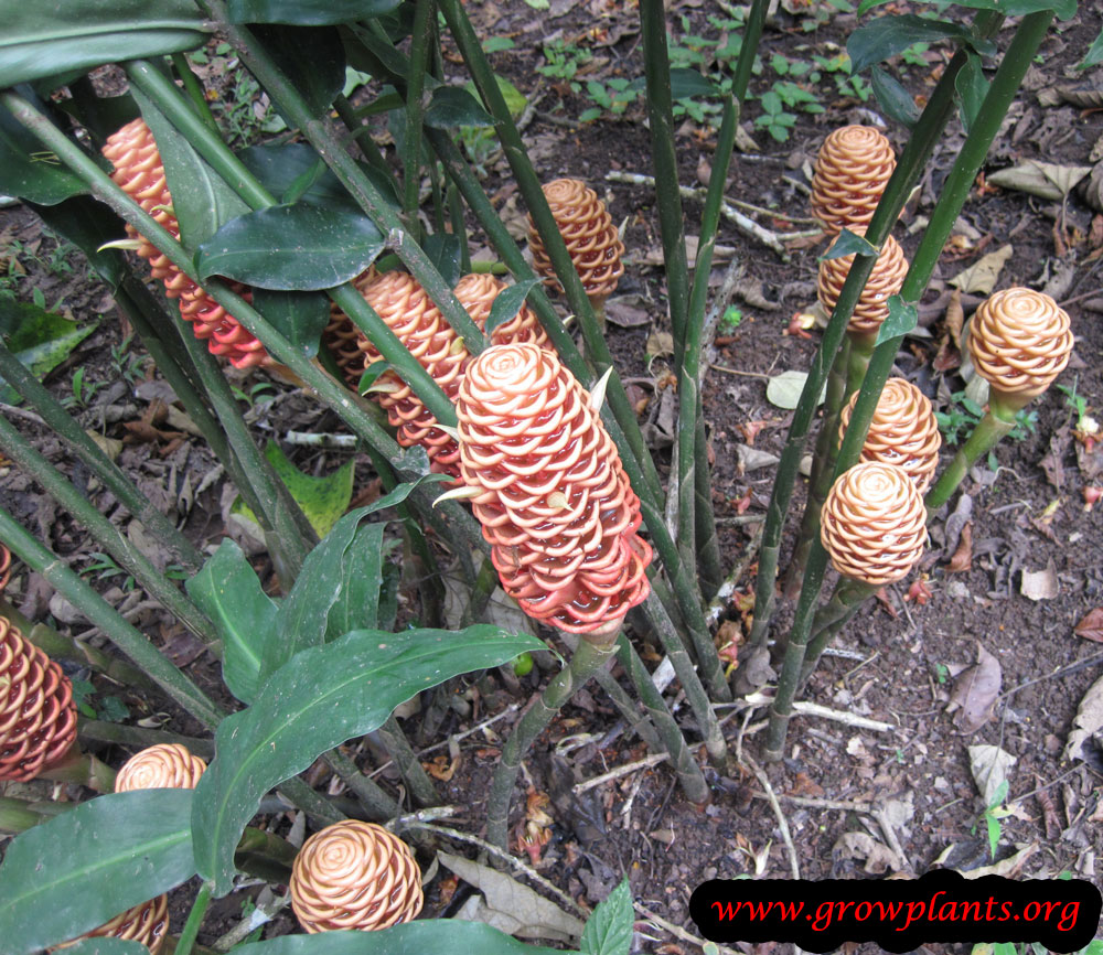 Shampoo Ginger How to grow & care