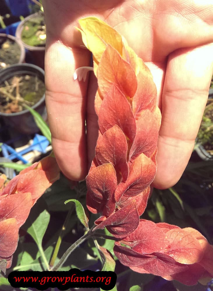 Shrimp plant How to grow & care