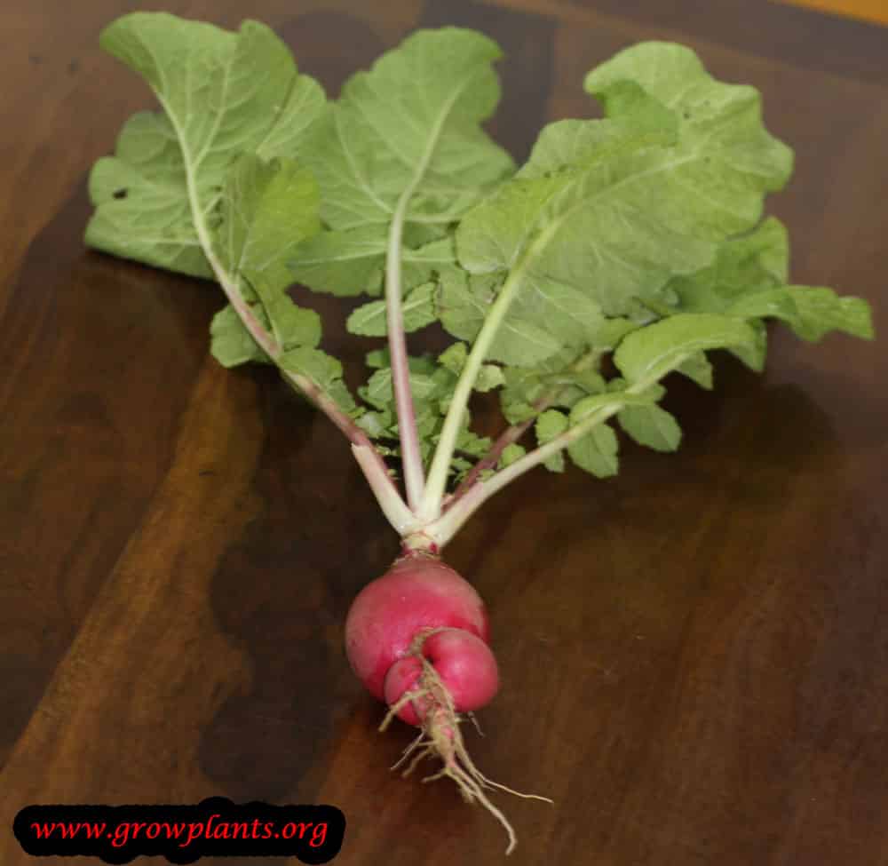Growing Small radish