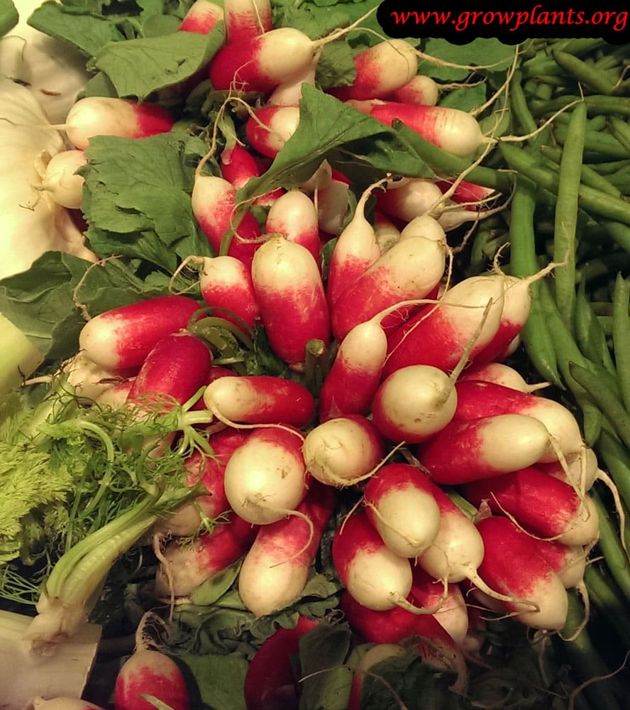 Small radish harvest