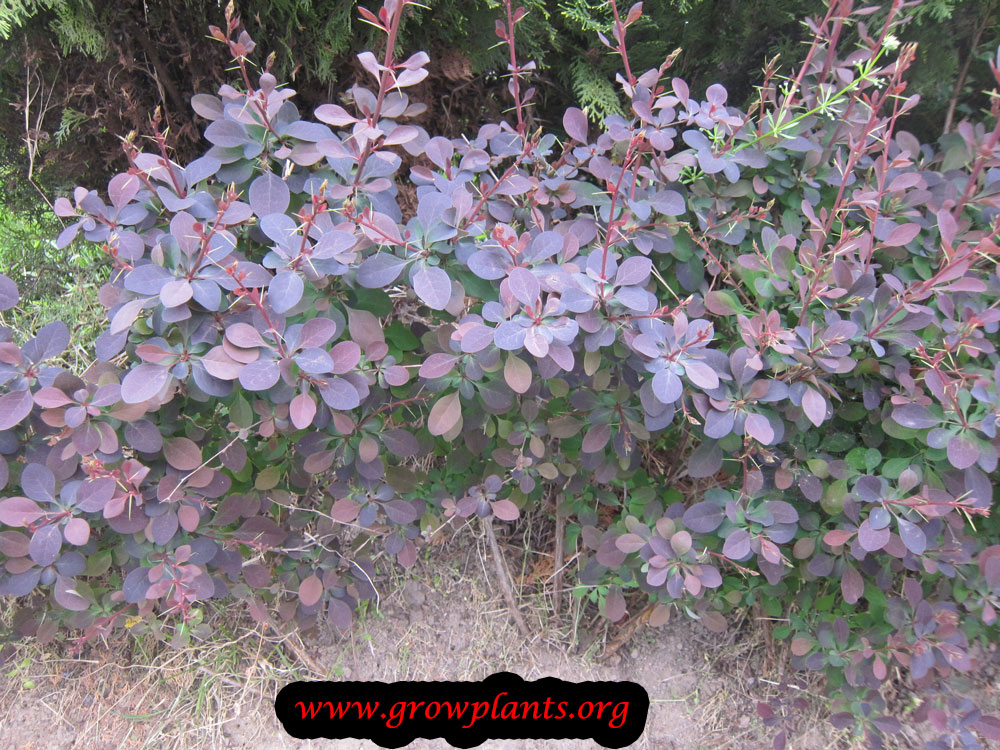 Smoke bush