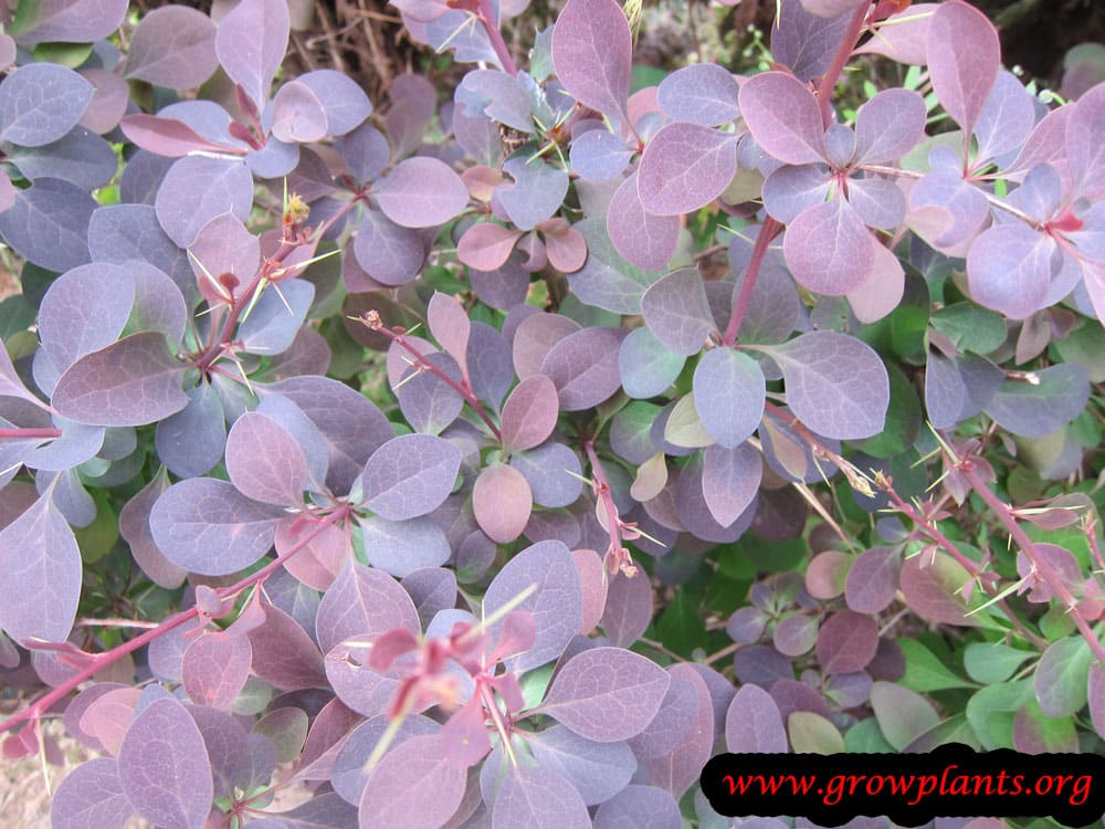 Smoke bush care