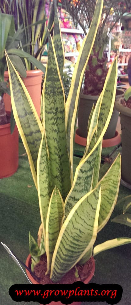 Snake plant