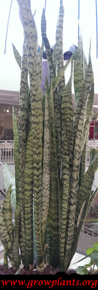 Growing Snake plant
