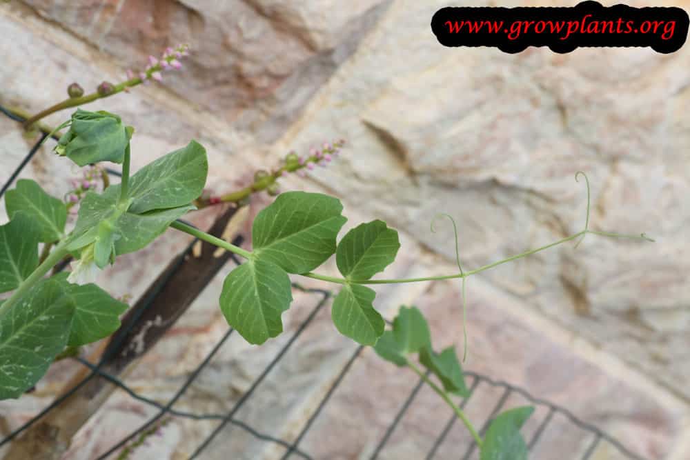 Snap pea