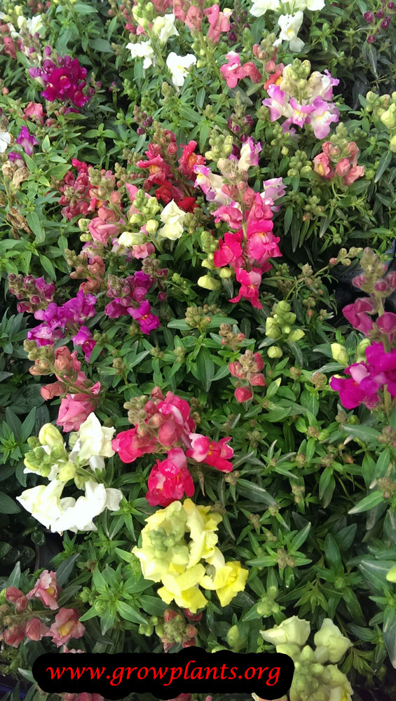 Snapdragon flower