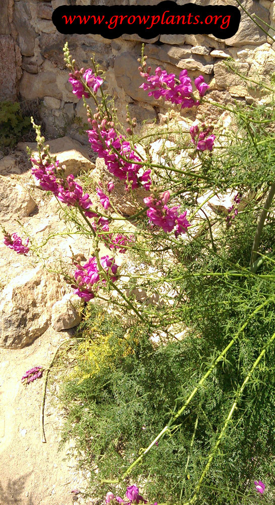 Antirrhinum majus