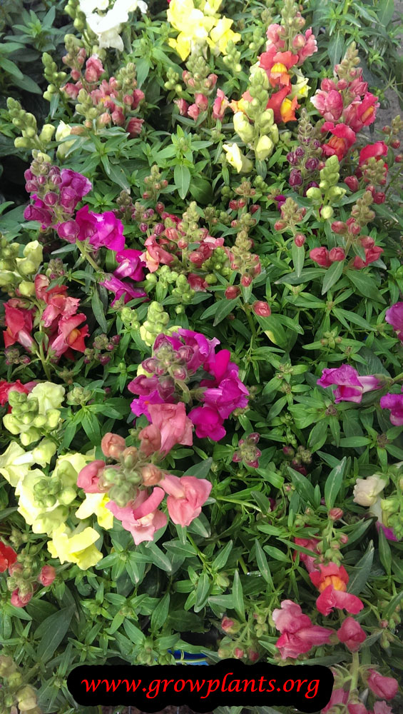 Snapdragon plant