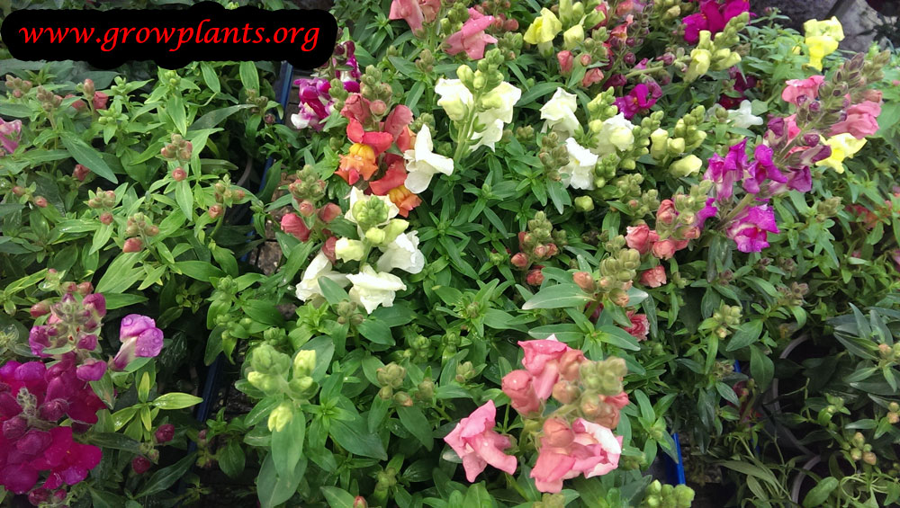 Growing Snapdragon plant