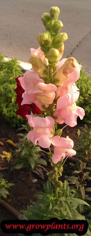 Snapdragon plant care