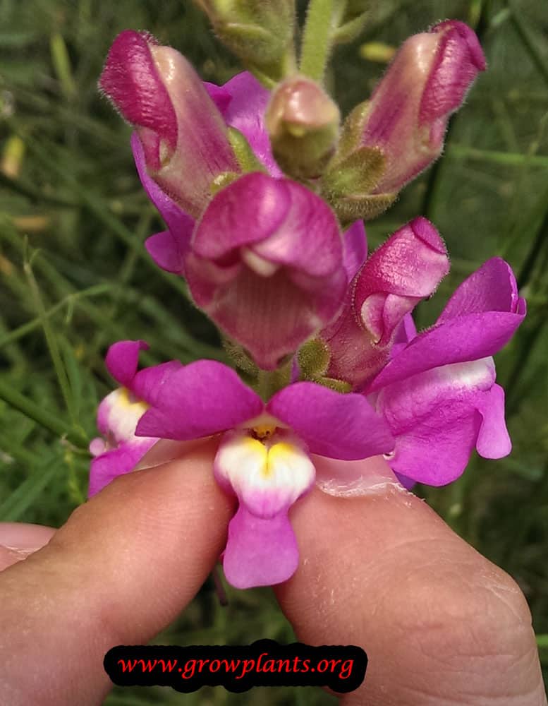 Snapdragon purple flower