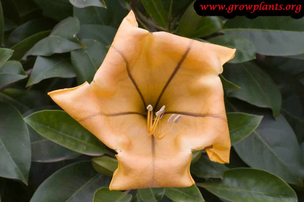 Solandra maxima