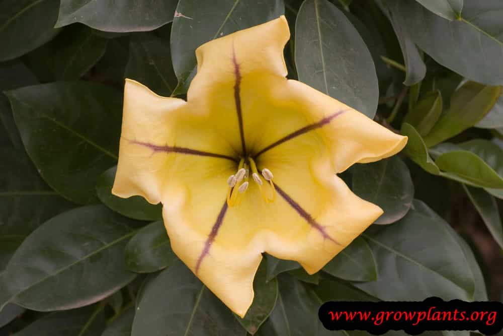 Growing Solandra maxima