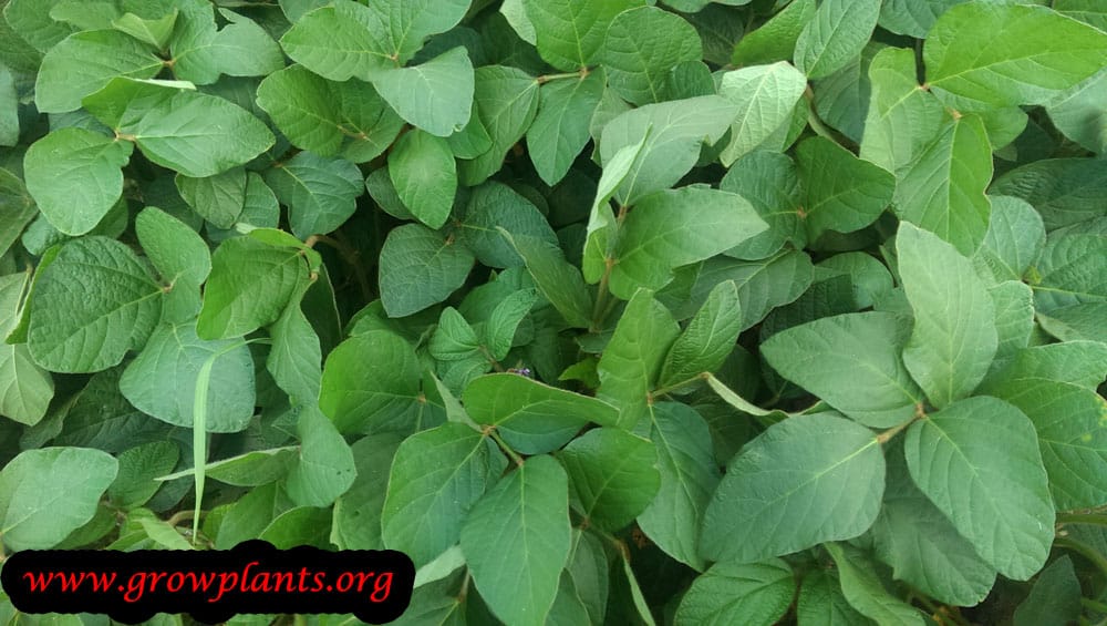 Soybean plant How to grow & care