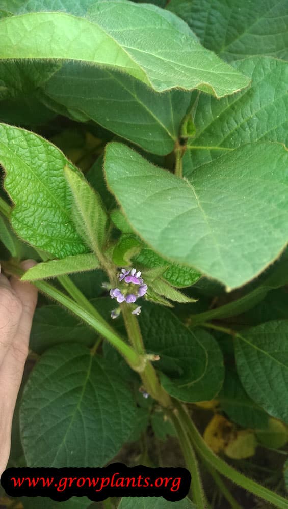 Soybean plant flower