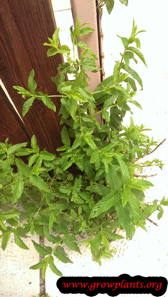 Spearmint plant
