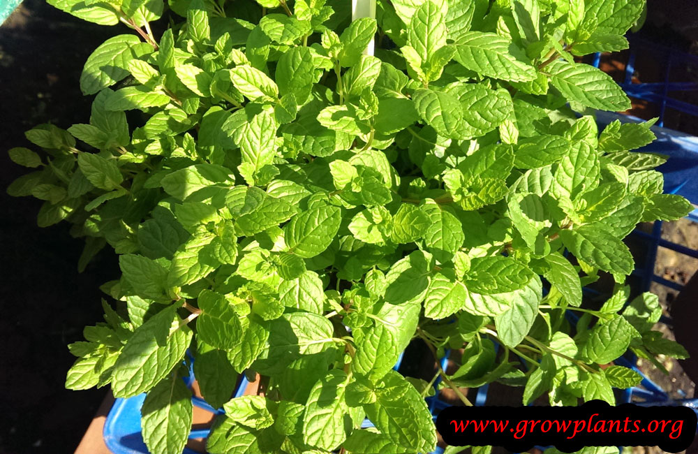 Spearmint plant care