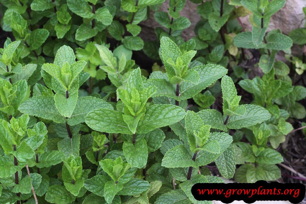 Growing Spearmint plant