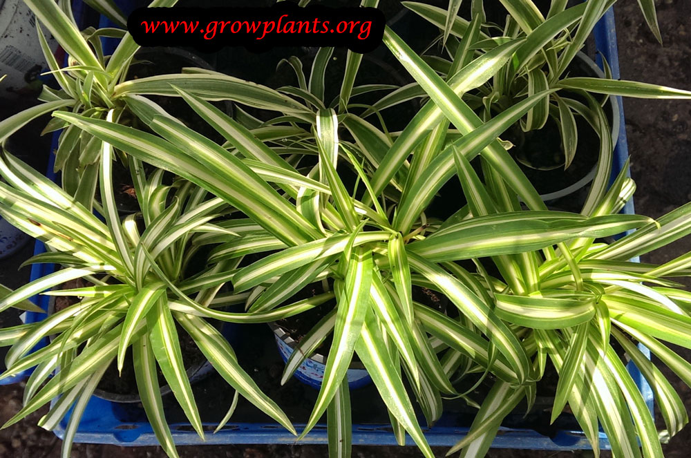 Spider plant How to grow &amp; care