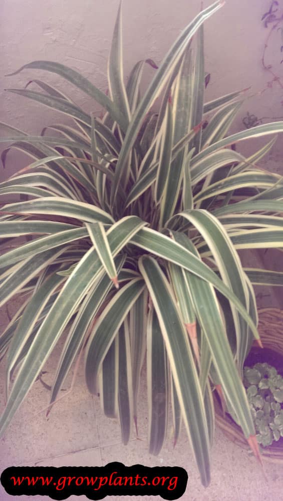 Spider plant