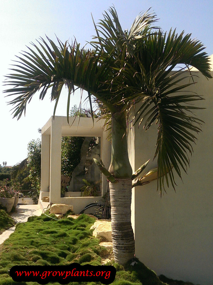Spindle Palm